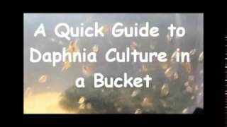 How to culture daphnia outside [upl. by Enahsed]