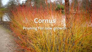 How to prune a Cornus to promote new growth  Grow at Home  Royal Horticultural Society [upl. by Ettelliw]