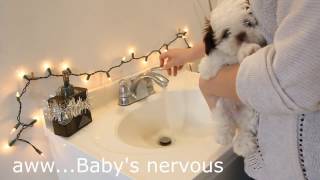 How to bathe your shih tzu [upl. by Rennug997]