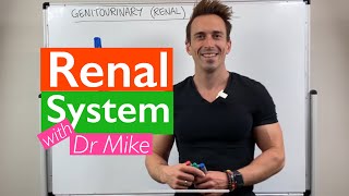 Renal System  Overview [upl. by Eidnahs]