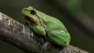 Laubfrosch im Gebüsch u nachts rufend  Tree frog calling at night [upl. by Budwig]