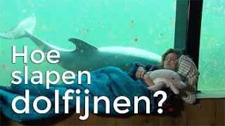 Hoe slapen dolfijnen  Vragen van Kinderen [upl. by Atnovart]