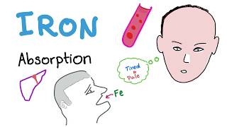 Iron Studies  Iron Absorption  Ferrous Fe2 Ferric Fe3 TIBC Transferrin  Part 1 [upl. by Steffen]