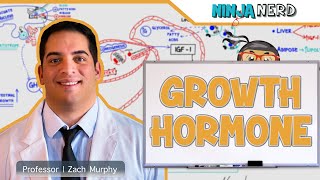 Endocrinology  Growth Hormone [upl. by Ettenyl199]