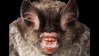 Kittis hognosed bat  Bumblebee bat [upl. by Ttehr]