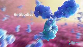 Immunology  Antibody Structure amp Function [upl. by Werbel755]