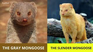 Mongoose 101  Interesting Facts about Mongooses [upl. by Yrahca649]