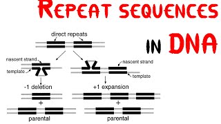 Repeat sequences in DNA [upl. by Tildi697]