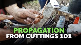 Propagating From Cuttings 101 [upl. by Ainattirb]