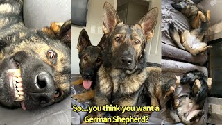 So You Think You Want A German Shepherd [upl. by Humble25]