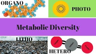 Heterotrophs Autotrophs Phototrophs and Chemotrophs [upl. by Christianity]