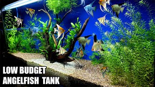 Build A Low Budget Planted Aquarium For Angelfish [upl. by Oimetra]