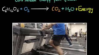 Aerobic amp anaerobic respiration  Life processes  Biology  Khan Academy [upl. by Jereld]