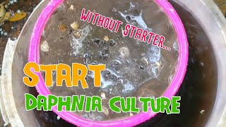 How to culture daphnia moina the easy way 1  Starting the Daphnia culture [upl. by Cowan]