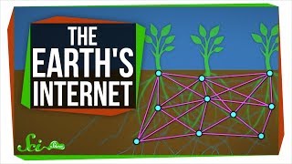 The Earths Internet How Fungi Help Plants Communicate [upl. by Carri969]