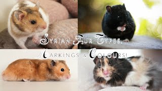 Syrian Hamster Fur Types Markings amp Colours [upl. by Manoop]