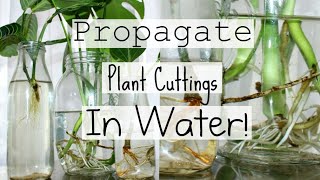 How To Propagate Houseplants From Cuttings  How To Water Propagate Indoor Plants [upl. by Jenesia]