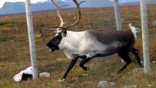 Samiska nationalsången  the Sámi Nationalanthem [upl. by Thad]