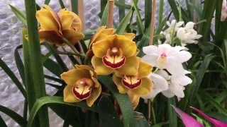 Cymbidiums—blooms and care [upl. by Burnside]