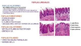 Histología Lengua  Sistema digestivo [upl. by Waldron]