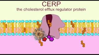 AP1 CELL MEMBRANE ACTIVE TRANSPORT CFTR CERP [upl. by Lyrrad847]