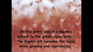 Daphnia  How to grow daphnia in your home [upl. by Natalya179]