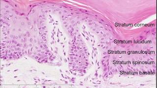 Histology of the Skin [upl. by Airla180]