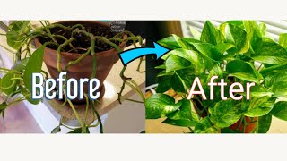 How to Propagate Pothos Vine [upl. by Allesiram]