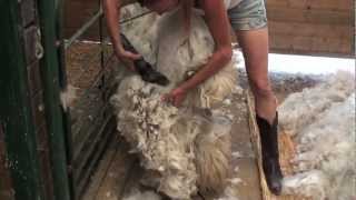 Shearing an Alpaca Without Help [upl. by Wadesworth631]