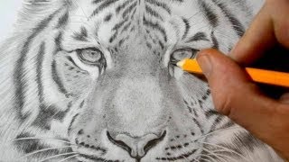 How to Draw a Tiger  Realistic Pencil Drawing [upl. by Raycher]