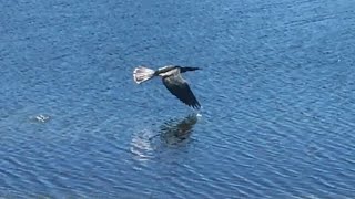 Anhinga in Flight [upl. by Mcnelly]