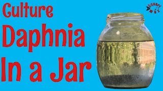 How to Culture Daphnia in a Jar [upl. by Rettke]