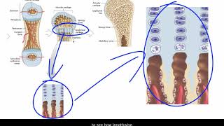 Endochondral Ossification [upl. by Tnerb]