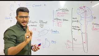 Introduction of Nervous system  Dr Nageeb [upl. by Gentilis]