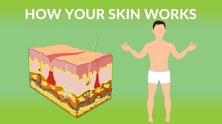 How Your Skin Works  How does the skin work Human skin Structure and Function [upl. by Leopold]