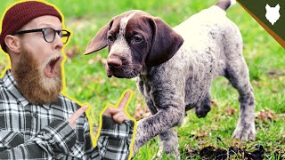 What To Do With A NEW GERMAN SHORTHAIRED POINTER PUPPY [upl. by Marrissa]