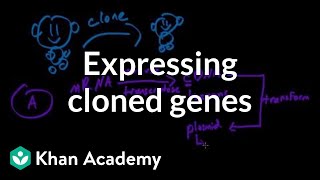 Expressing cloned genes  Biomolecules  MCAT  Khan Academy [upl. by Bent]