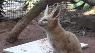 Fennec Fox Training Session [upl. by Tomi41]