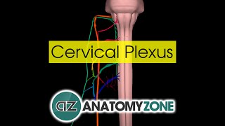 Cervical Plexus  Anatomy Tutorial [upl. by Shandy]