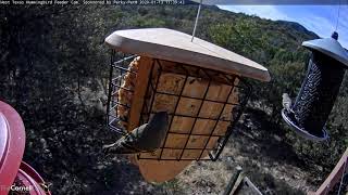 Rubycrowned Kinglet Visits West Texas Feeder – Jan 13 2020 [upl. by Enirbas654]