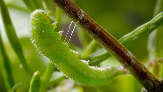 Caterpillar Cocoon Timelapse  BBC Earth [upl. by Melas]