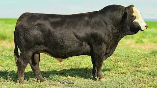 Black Simmental bulls [upl. by Cyrille]