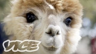 Cute Alpacas  The Cute Show [upl. by Silevi]