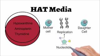 Hybridoma Technology Animated explanation [upl. by Aimik808]