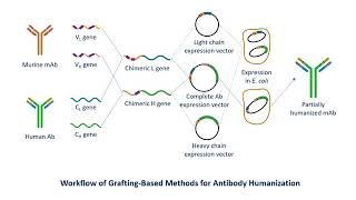 Antibody Humanization Service  Creative Biolabs Updated Version [upl. by Payton]