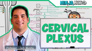 Neurology  Cervical Plexus [upl. by Sara]