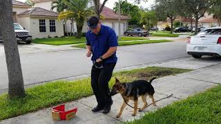 How To Train German Shepherd Puppy 6 months old  Day 3  quotHadleyquot the GSD Puppy [upl. by Eilyk]