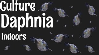 How to Culture Daphnia [upl. by Feeley]