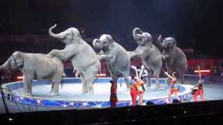 Ringling Brothers Circus  Cruelty to Elephants  Sept 1 2014 [upl. by Gerrilee457]