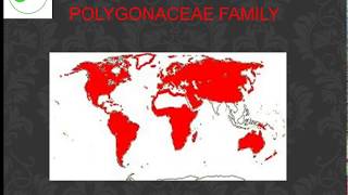 Polygonaceae family PPT [upl. by Sesilu]